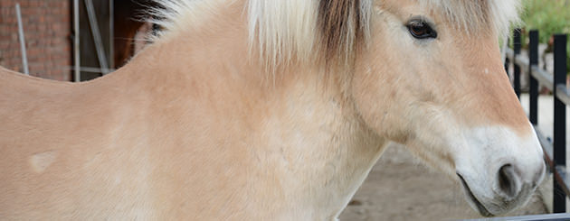 Regenbogenhof Pferd